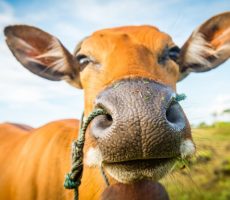 cute-cow-closeup_1385-3110 อุปกรณ์ฟาร์ม